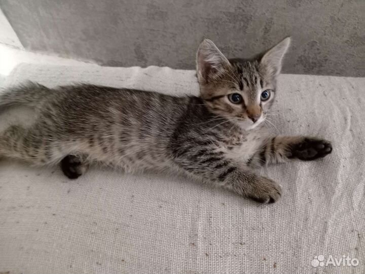 Кошка в дар бесплатно