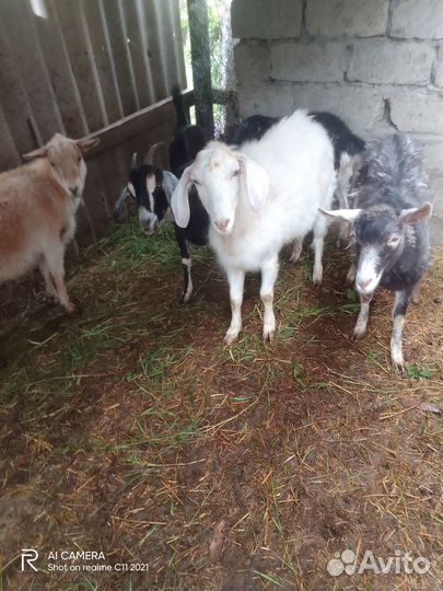 Корова дойная