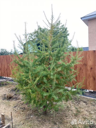 Лиственница