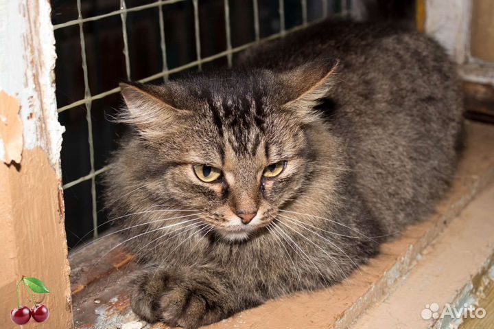 Кошка в добрые руки