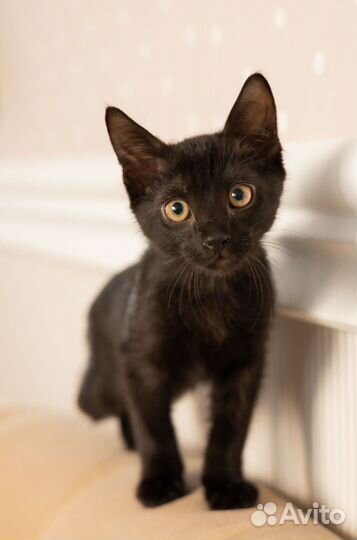 Отдам в добрые руки