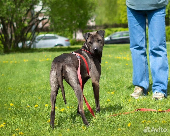 Метис шарпея в добрые руки