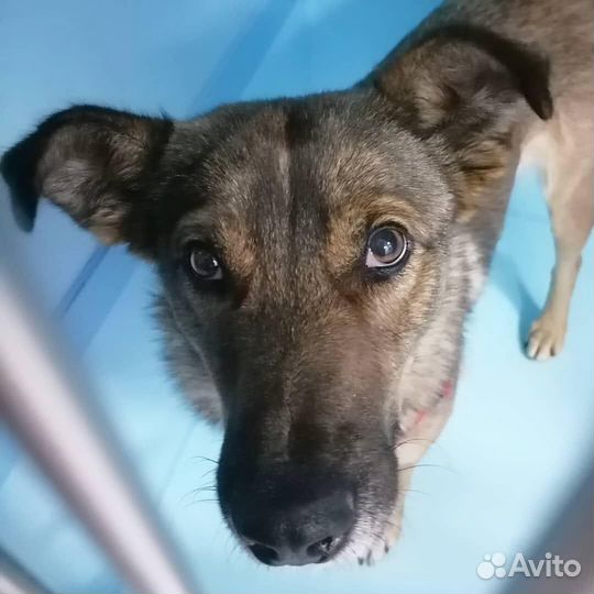 Работник по уходу за собаками