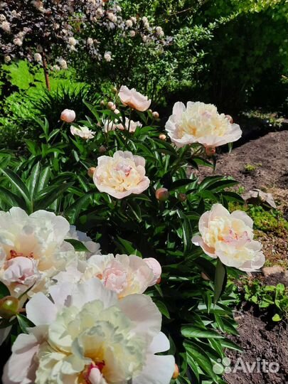 Пионы корневища