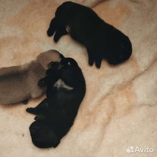 Щенки мопса