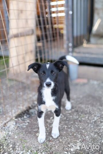 Щенок в добрые руки