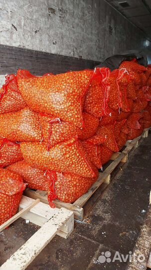 Лук севок оптом