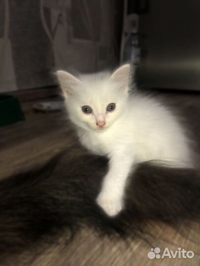 Добрые и ласковые котята в добрые руки