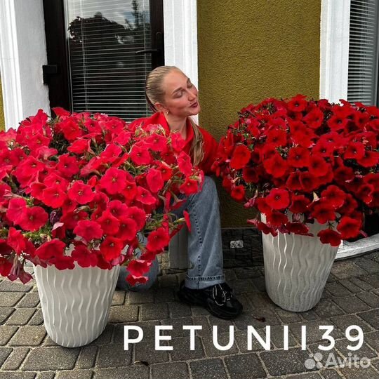 Петуния рассада