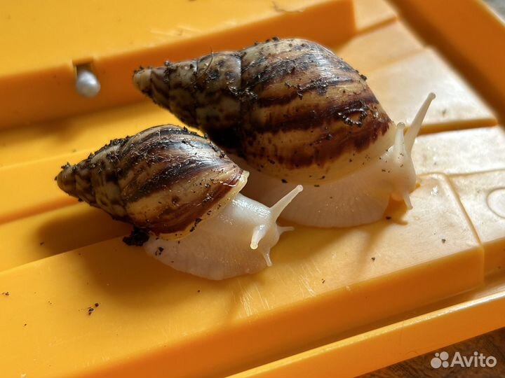 Улитки ахатины ретикулята