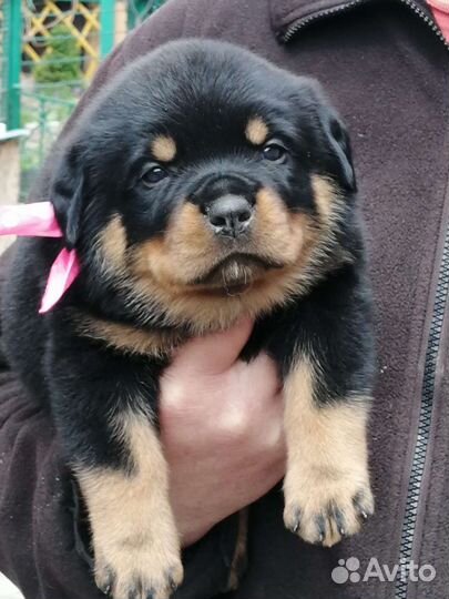 Щенки ротвейлера продажа