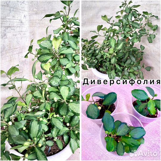 Редкие сорта фикусов