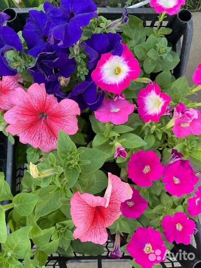 Рассада петунии И томаты