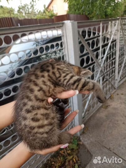 Б леопардовая кошка