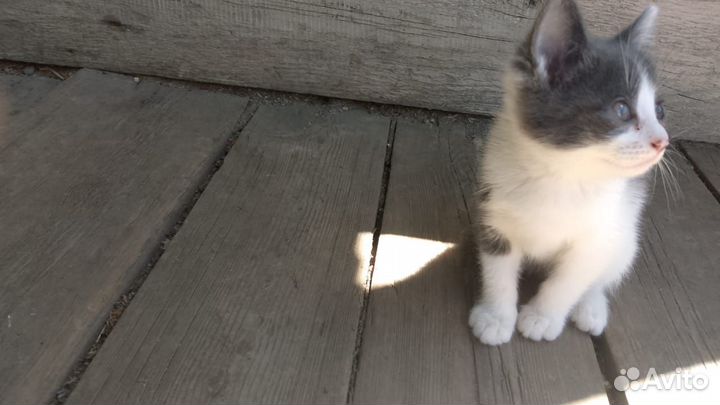 Отдам котят в добрые руки