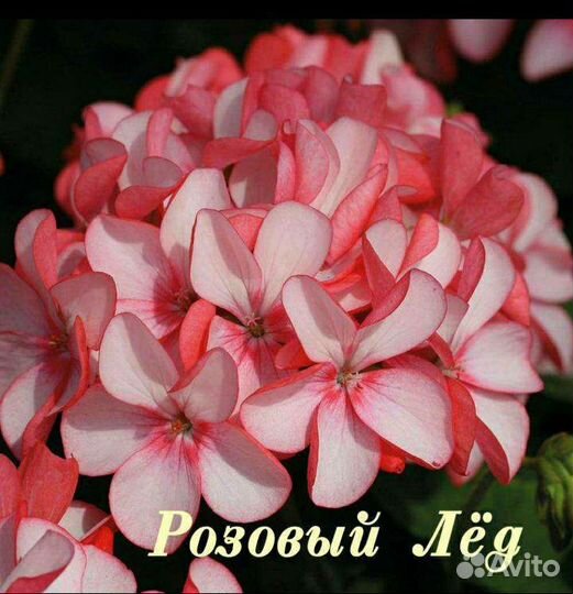 Пеларгония герань