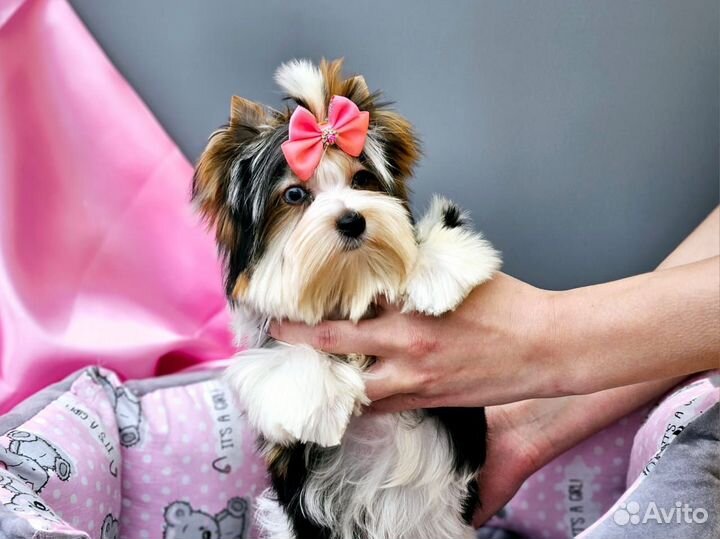 Мини биверы