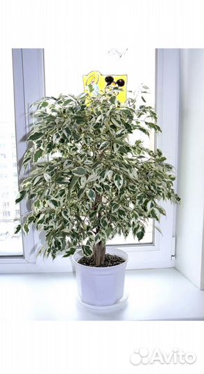 Фикус бенджамина пестролистный