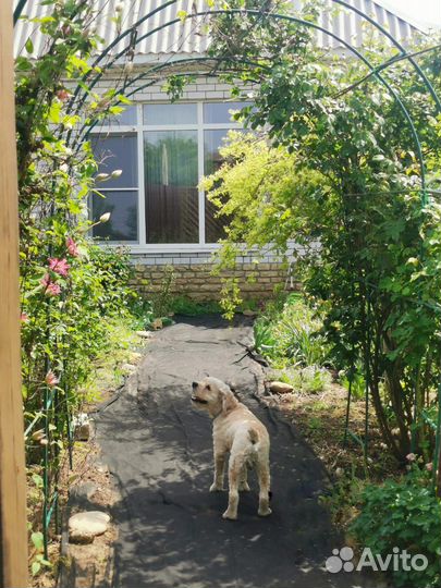 Вязка американский кокер спаниель