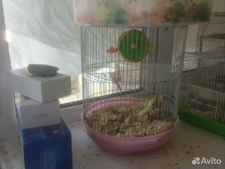 Джунгарский хомяк с клеткой бесплатно