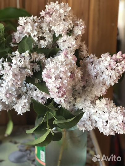 Сирень Красавица Москвы