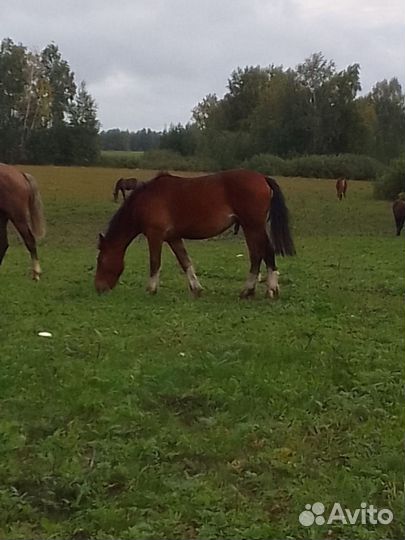 Продажа жеребчики