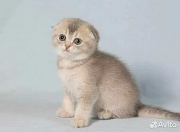 Элитные Шотландцы золотого окраса