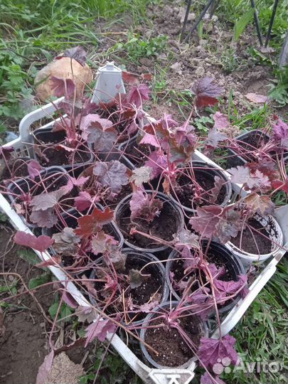 Гейхера бордовая цветет розовыми цветочками