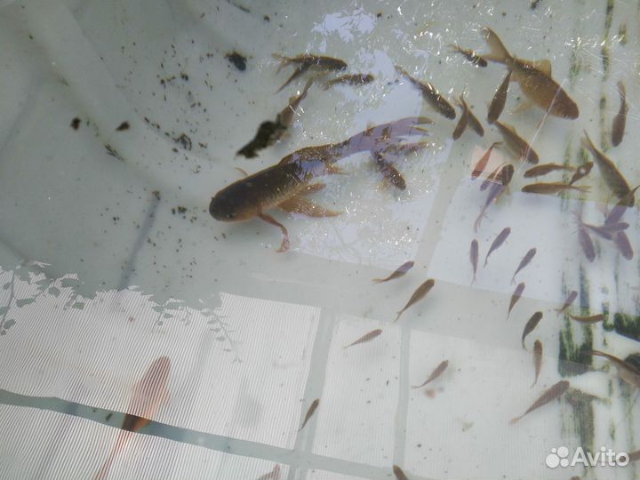 Комета-золотая рыбка