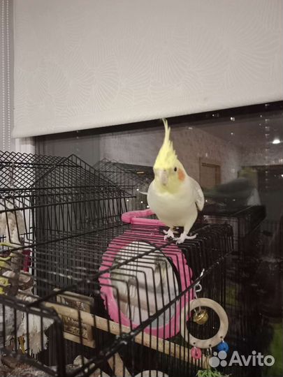 Попугай корелла с клеткой и стендом