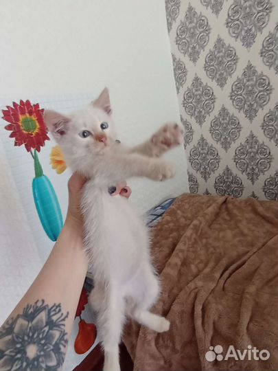 Котята мальчики в добрые руки