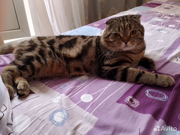 Шотландский кот вязка