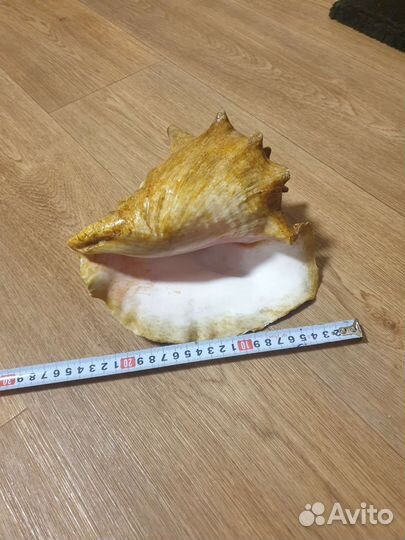 Ракушка большая