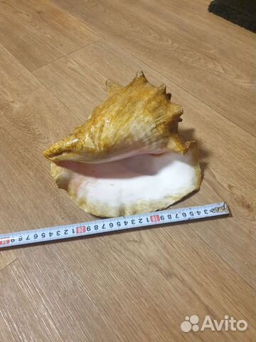 Ракушка большая