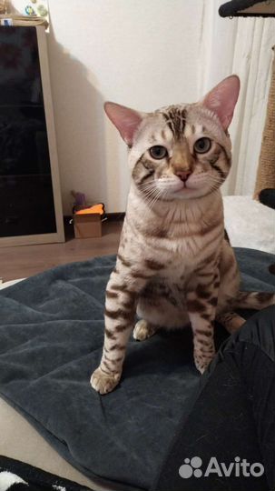 Бенгальский кот вязка