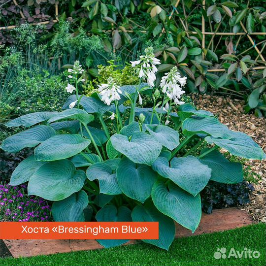 Хоста многолетняя