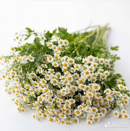 Ромашка Танацетум Оптом