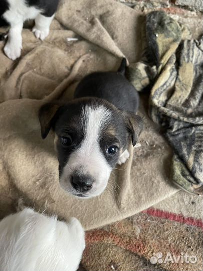 Отдам щенков в добрые руки