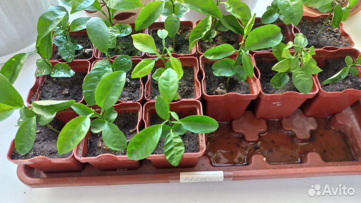 Комнатные растения