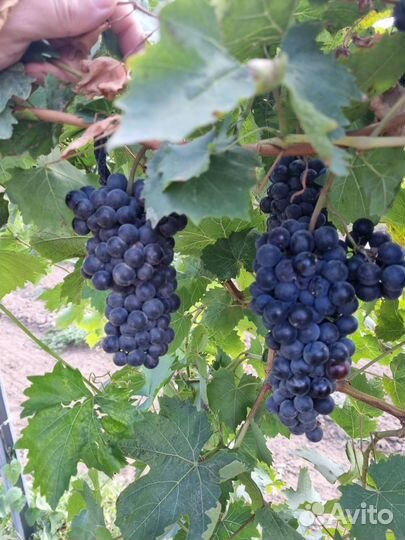 Виноград