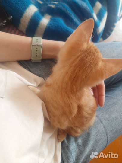 Кошка, котик в дар