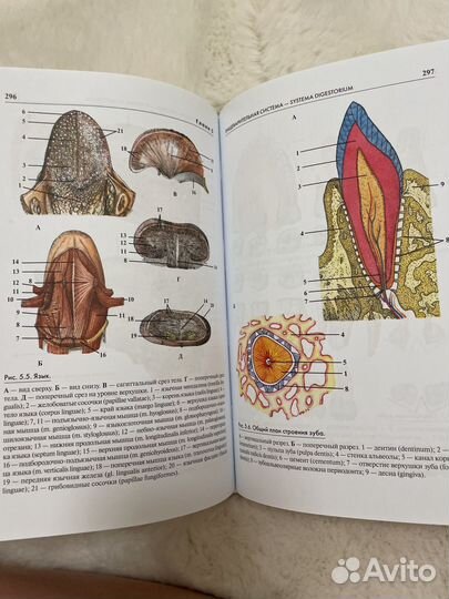 Книги анатомия