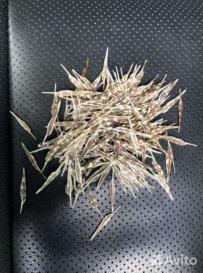 Живописное перо вальдшнепа