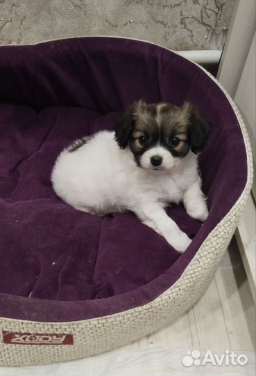 Собака породы Папильон