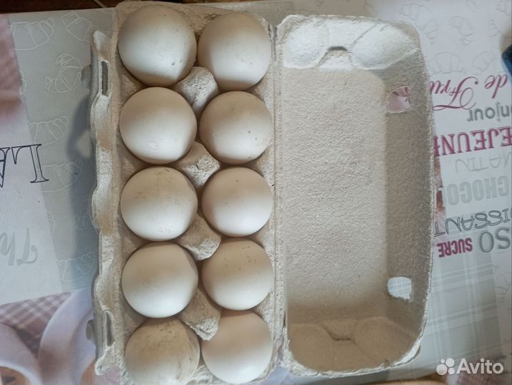 Яйцо индоутки,курочек