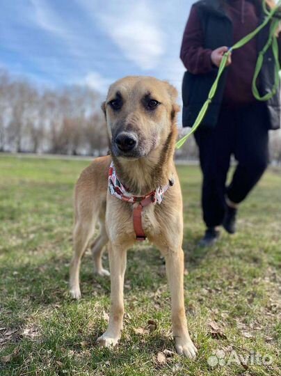 Небольшая добрая собака грустит в приюте