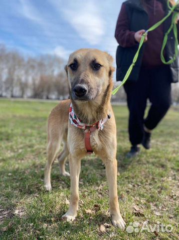Небольшая добрая собака грустит в приюте