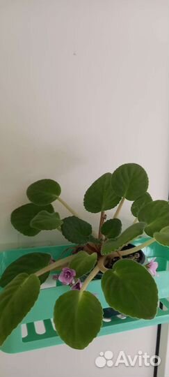 Продам цветы комнатные