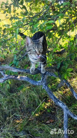 Бесплатно потерялась кошка