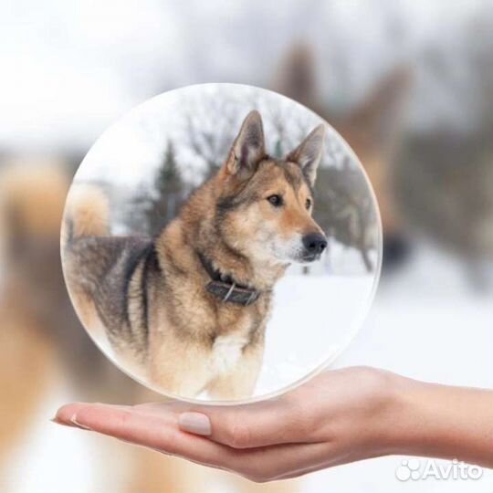 Собака из приюта в добрые руки